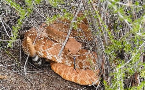 Red Diamond Rattlesnake From San Diego County Ca Usa On April 30