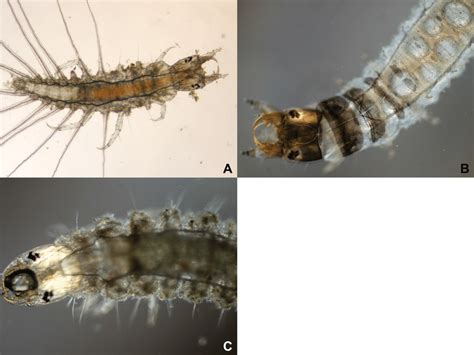 Living Individuals Of The Hydrophilid Larvae A Berosus Berosus