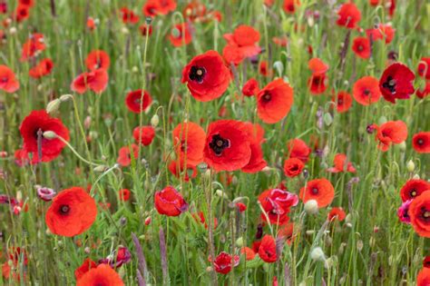 Mohn Mohnfeld Mohnblume Kostenloses Foto Auf Pixabay Pixabay