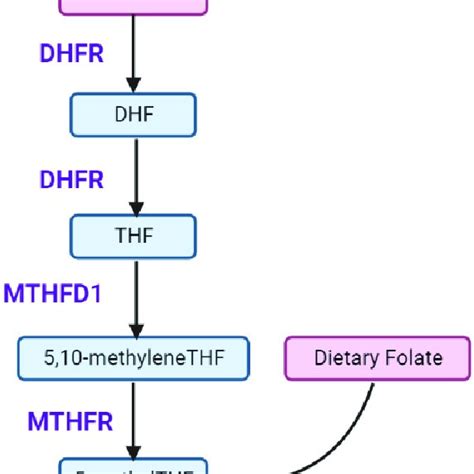 Folic Acid Metabolism Folic Acid Fa Requires Reduction By Download Scientific Diagram