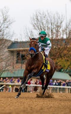 Flightline to Enter Stud at $200,000 - BloodHorse