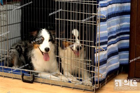 What Size Crate For A Australian Shepherd