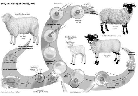 Reproduction In Animals Practically Study Material