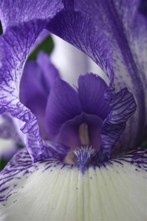 Purple Bearded Iris Painting by Berta Barocio-Sullivan - Pixels