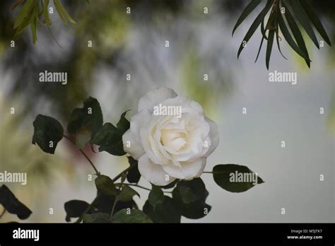 Rose Garden, Ooty Stock Photo - Alamy