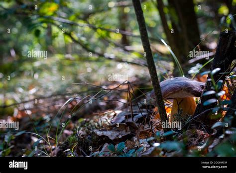 Cep Mushroom Under Tree In Wood Royal Porcini Food In Nature Boletus