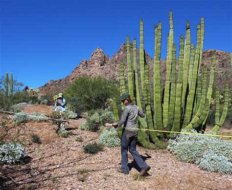 Science And Research Organ Pipe Cactus National Monument Us National