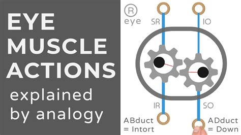 Extraocular Muscle Actions Animation Explained Conceptually Youtube