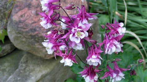 Gardening In The Shade Annual Flowers For Shady Areas Dengarden