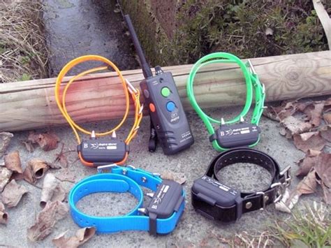 Collari Per Cani Da Caccia Accesori Cane Differenze E Modelli