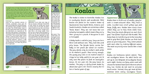 The Koala Differentiated Reading Comprehension Twinkl