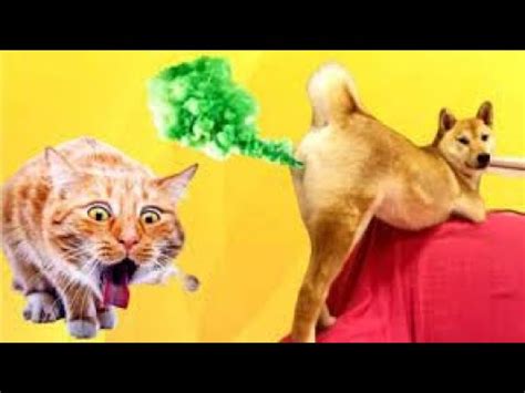 Tente N O Rir Gatos E Cachorros Engra Ados Youtube