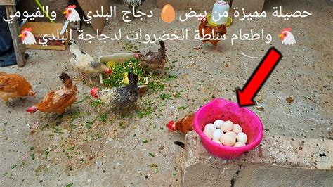 حصيلة مميزة من بيض🥚 دجاج البلدي🐔 والفيومي🐔 واطعام سلطة الخضروات لدجاجة