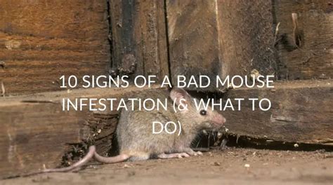 Signs Of A Bad Mouse Infestation What To Do Pest Prevention Patrol