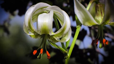 Lilium Ledebourii A Photo On Flickriver