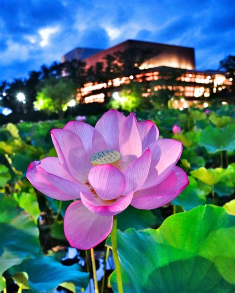 「ミルハスの夏」写真展スタート 音楽フェスも盛況！｜あきた芸術劇場ミルハス