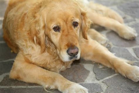 Hip Dysplasia in Golden Retrievers | Golden Retriever Society