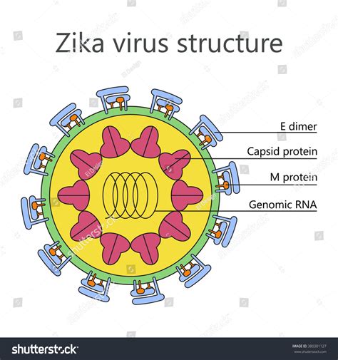 Multicolored Vector Illustration Zika Virus Structure Stock Vector