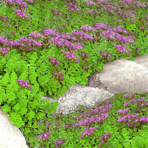 Sedum 2 Gal Glow Gardens Alberta