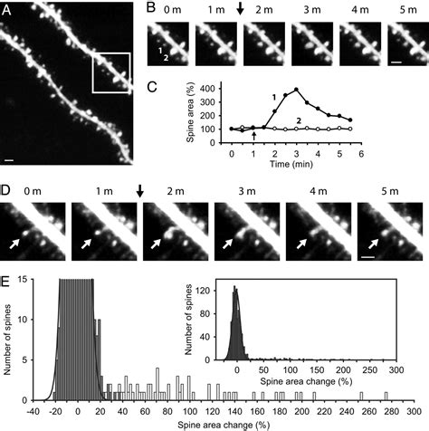 Dendritic Spine Synapse