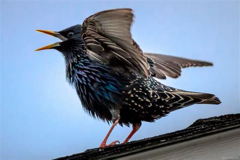 Singing Starling Kevin Jezorek Photography