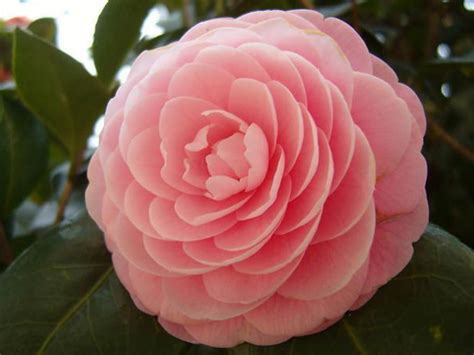 Camellia japonica (Japanese Camellia) - World of Flowering Plants