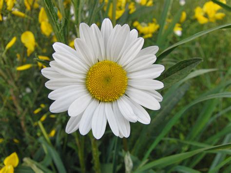 Kostenlose foto blühen Feld Wiese Blütenblatt Sommer