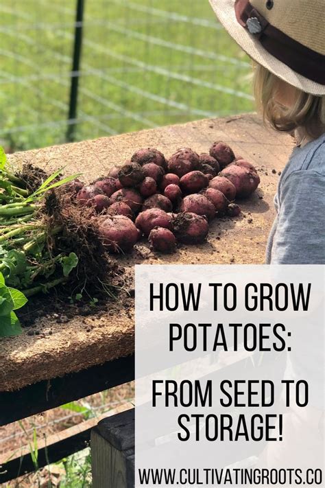 How To Grow Potatoes From Seed To Storage