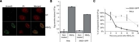 Overexpression Of Ogg1gfp Accelerates Repair Of 8 Oxog Induced In