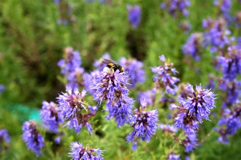 Hyzop lekarski Hyssopus officinalis sprawdź ceny sadzonki w