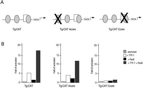 Mapping Of The Cis Elements Involved In Pax Ttf Synergy A