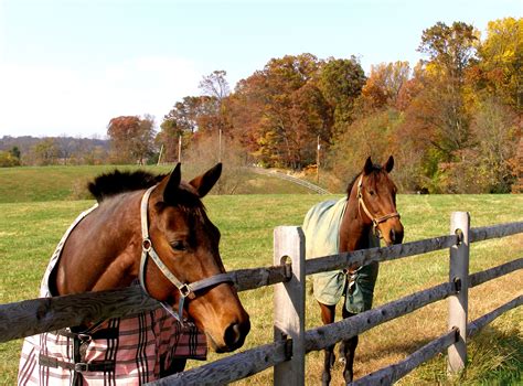 The Rolling Hills of Horse Country