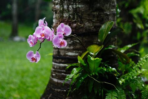 White and Pink Orchids in Close Up Photography · Free Stock Photo