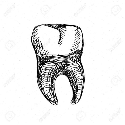 Tooth Line Drawing At Getdrawings Free Download