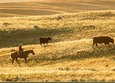 Regenerative Grazing Systems Center For Regenerative Agriculture And