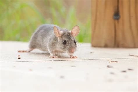 The Best Rat Bait for Desperate Homeowners in 2024: Own The Yard