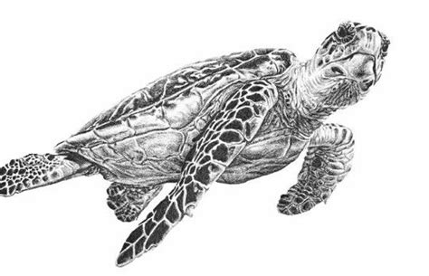 Realistic Sea Turtle Drawing At Explore Collection