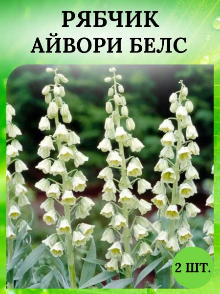 Луковицы Рябчик Magic Garden купить по выгодной цене в интернет ...