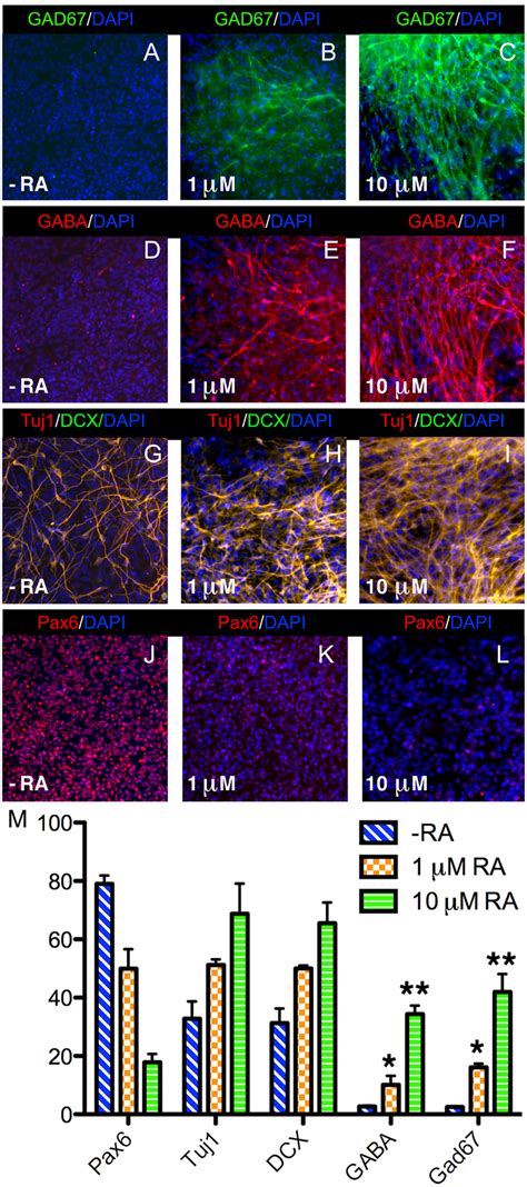 Ra Induces Gabaergic Differentiation Of Human Embryonic Stem