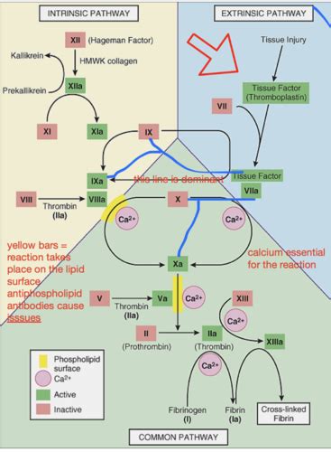 Coagulation And Hemostasis Flashcards Quizlet