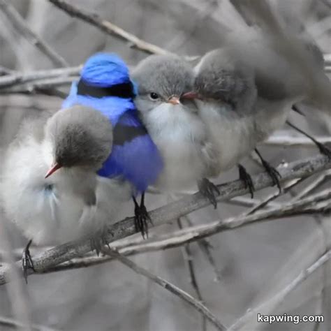 Emerald On Twitter RT Gabriele Corno Old Blue And His Four Month