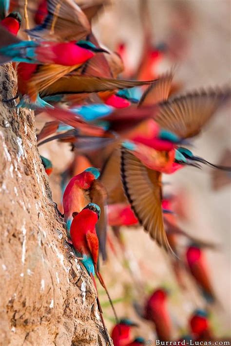 Carmine Bee Eater Colony Colorful Birds Exotic Birds Pet Birds