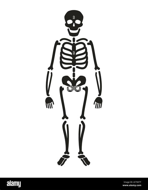 Menschliches Skelett In Voller L Nge Stock Vektorgrafiken Kaufen Alamy