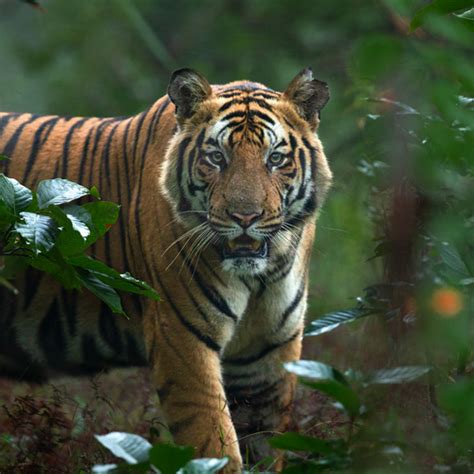 Tiger Safari India Bandhavgarh Tiger Safari Tours In 2024