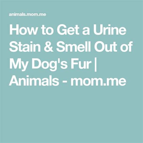 How To Get A Urine Stain And Smell Out Of My Dogs Fur Animals Momme