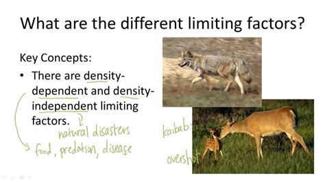 Properties And Growth Of Populations Example 4 Video Biology Ck 12 Foundation