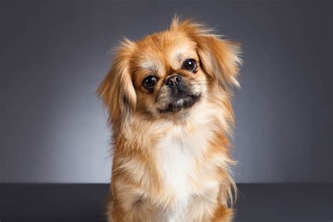 Shih Tzu Vs Pekingese 8 Important Factors I Dog Snobs