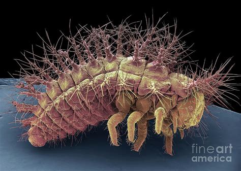 Ladybird Larva Photograph By Steve Gschmeissner Science Photo Library