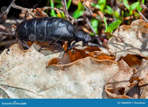 Poisonous Beetle Hiding In A Leaf Stock Photo Image Of Dangerous