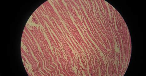 Cardiac Muscle Tissue Slide